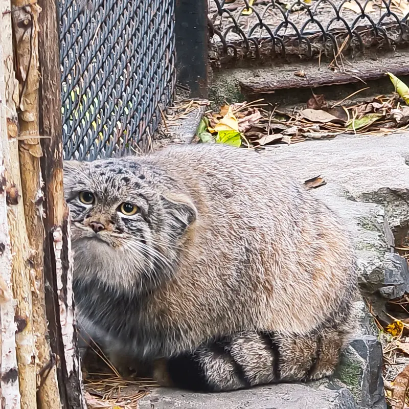 A photograph of Son of Adele b.2026 Ⅰ in Novosibirsk Zoo