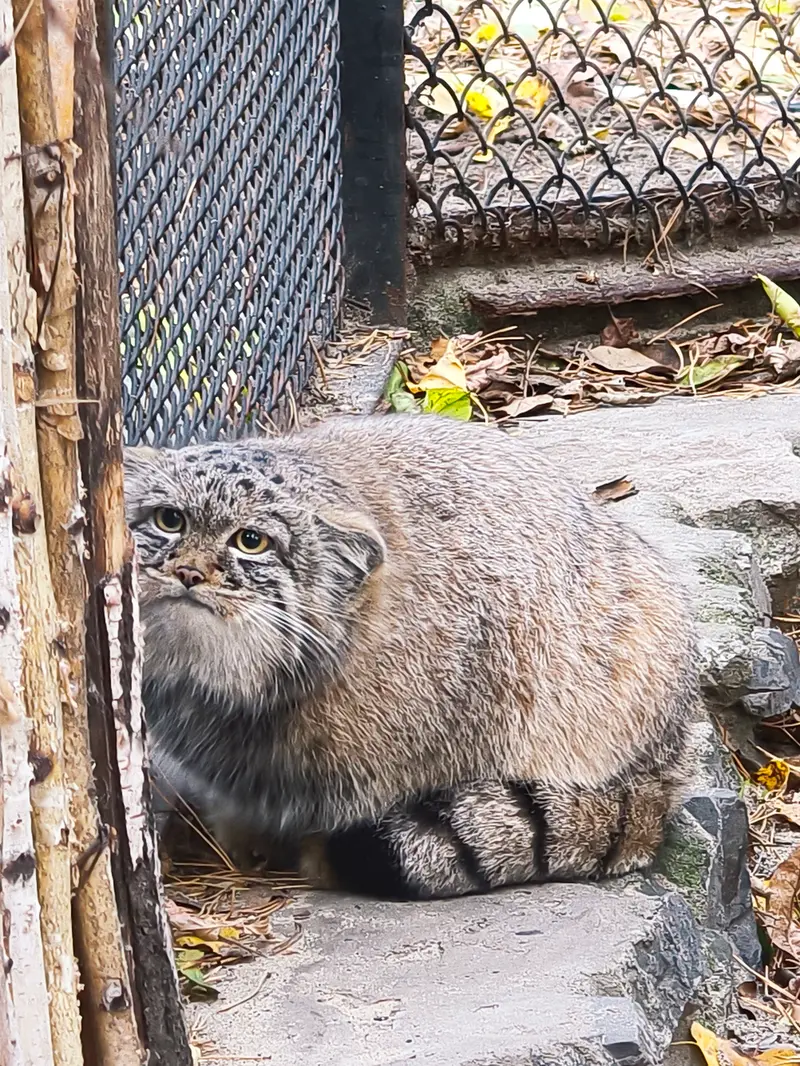 A photograph of Son of Adele b.2026 Ⅰ in Novosibirsk Zoo