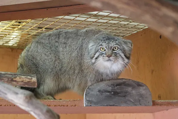 A photograph of Lev in Saitama Children's Zoo