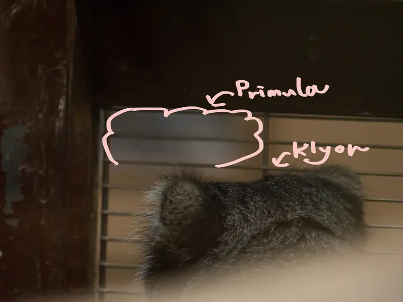 A photograph of a Pallas's cat