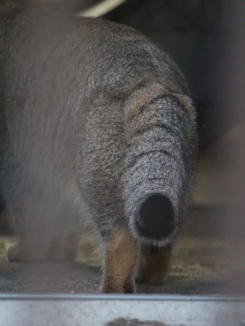 A photograph of Figa in Nogeyama Zoo