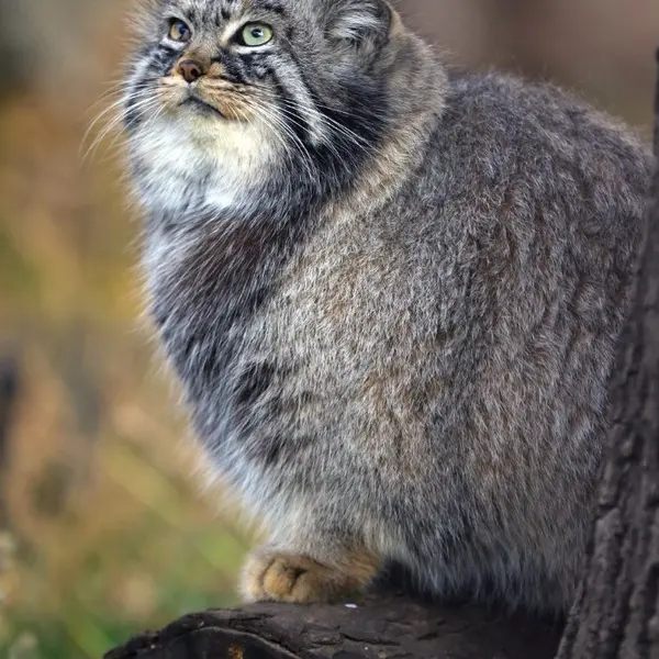 A photograph of Darlay in Moscow zoo