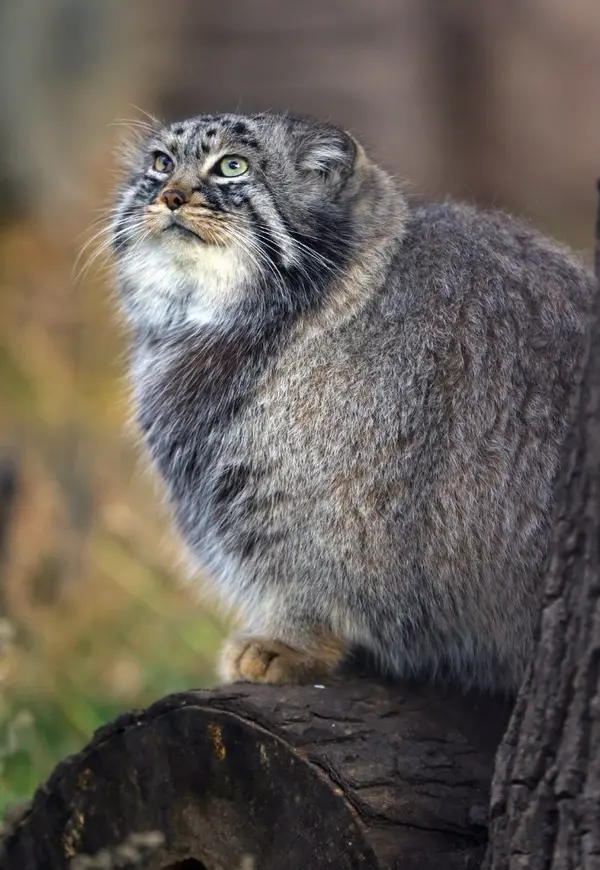 A photograph of Darlay in Moscow zoo