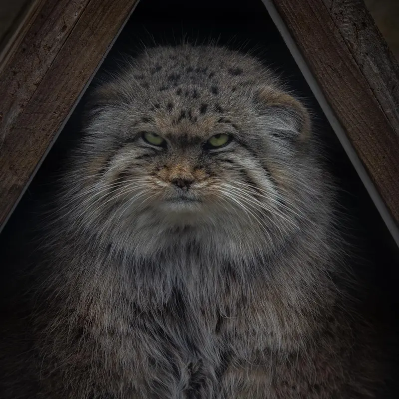 A photograph of Pomponnette in Lille Zoo