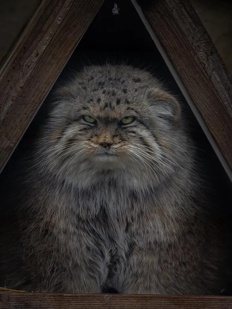 A photograph of Pomponnette in Lille Zoo