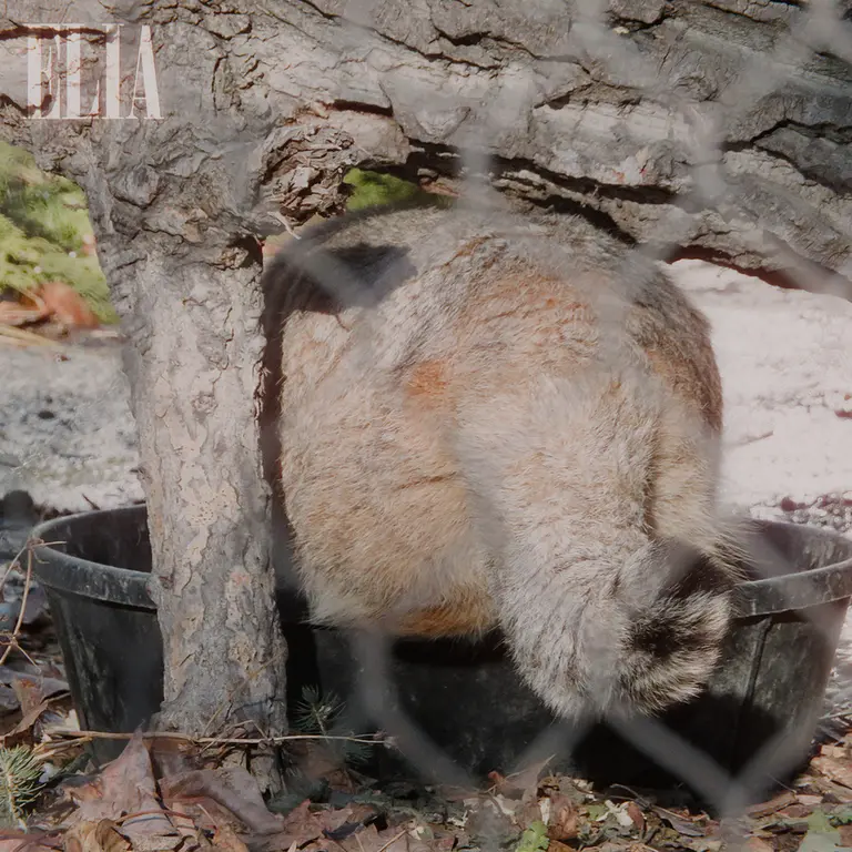 A photograph of Olaf in Calgary Zoo / Wilder Institute