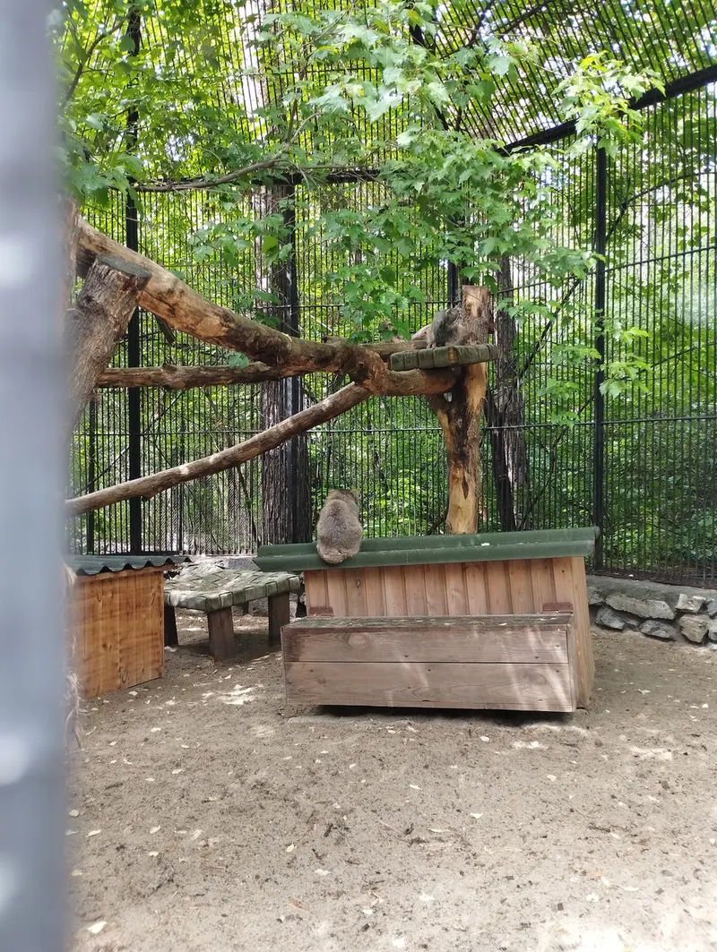 A photograph of a Pallas's cat in Novosibirsk Zoo