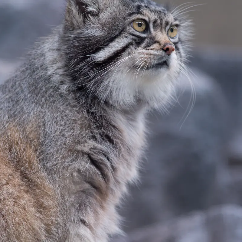 A photograph of Grusha in Asahiyama Zoo
