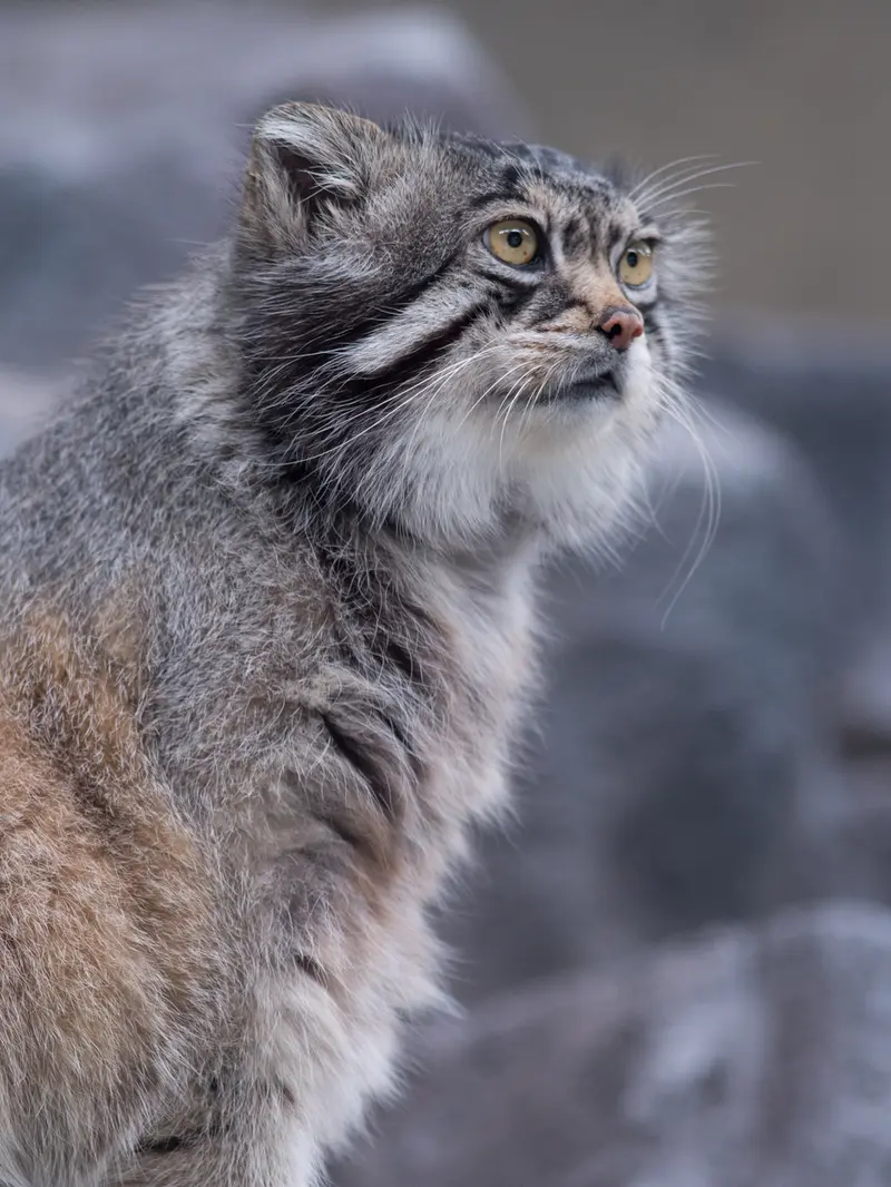 A photograph of Grusha in Asahiyama Zoo