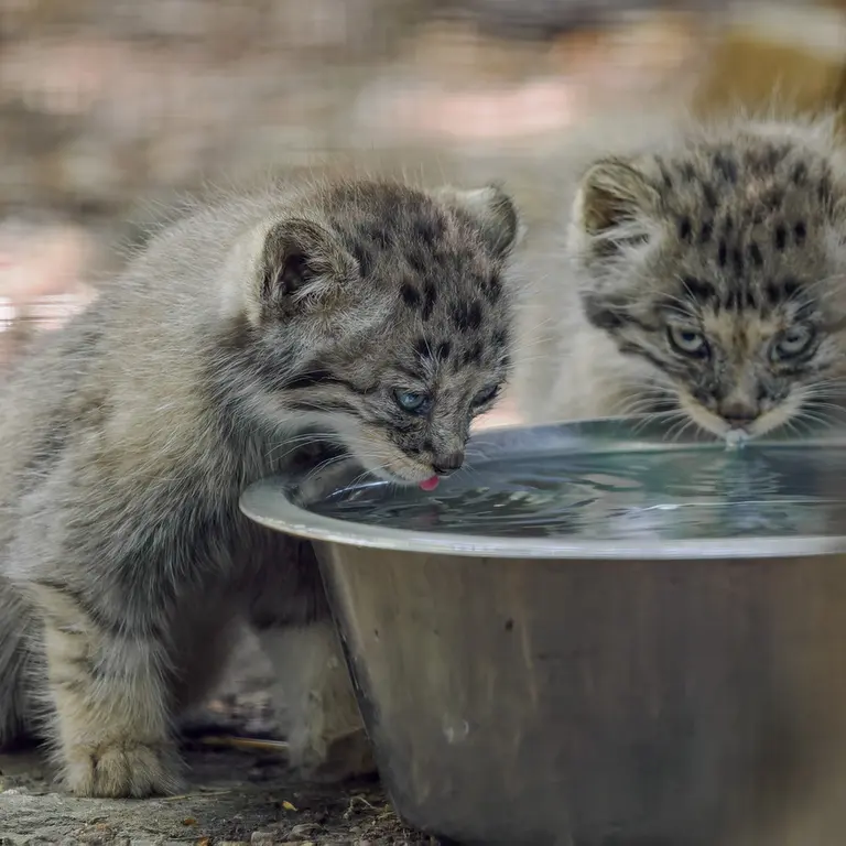 A photograph of a Pallas's cat in Brno Zoo