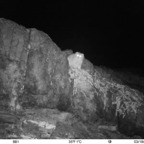 A photograph of Otocolobus manul manul from Aktas-Kunkora [new] camera trap