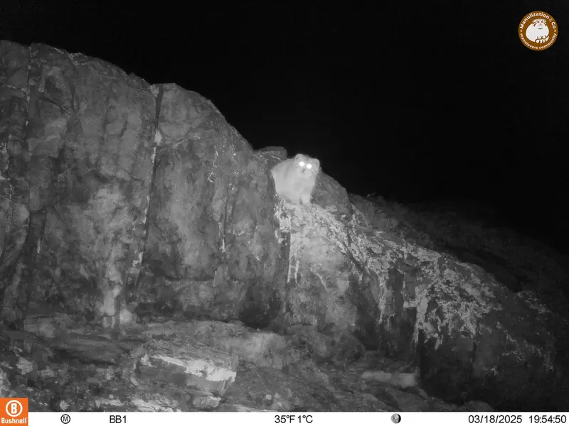 A photograph of Otocolobus manul manul from Aktas-Kunkora camera trap