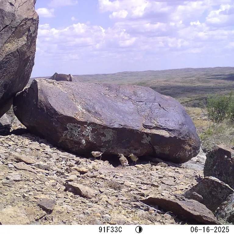 A photograph of a Pallas's cat from Koshkar camera trap