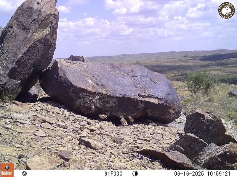 A photograph of a Pallas's cat from Koshkar [new] camera trap