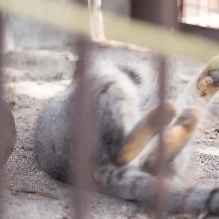 A photograph of Figa in Nogeyama Zoo