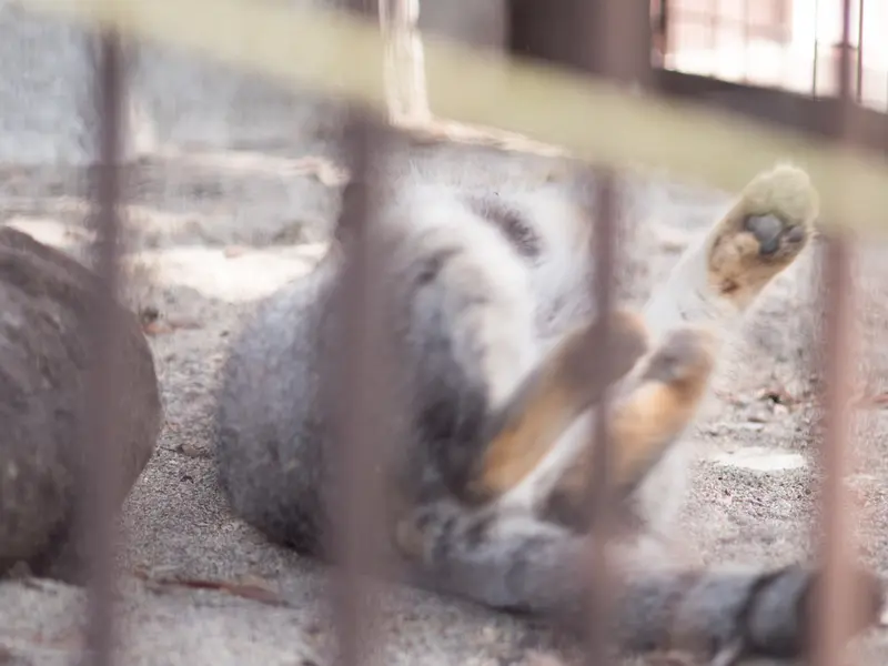 A photograph of Figa in Nogeyama Zoo