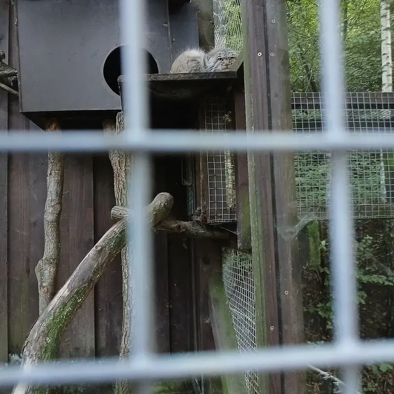 A photograph of Aysen in Košice Zoo