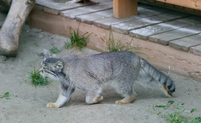 A photograph of Pepe in Barnaul zoo “Lesnaya skazka”