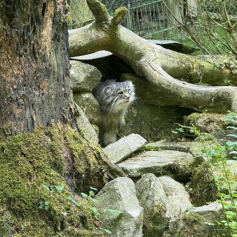 A photograph of Batu in Opel Zoo