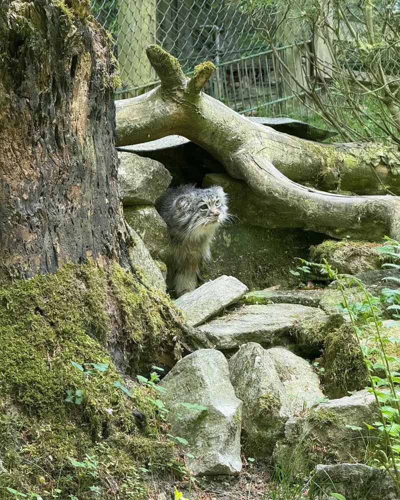 A photograph of Batu in Opel Zoo