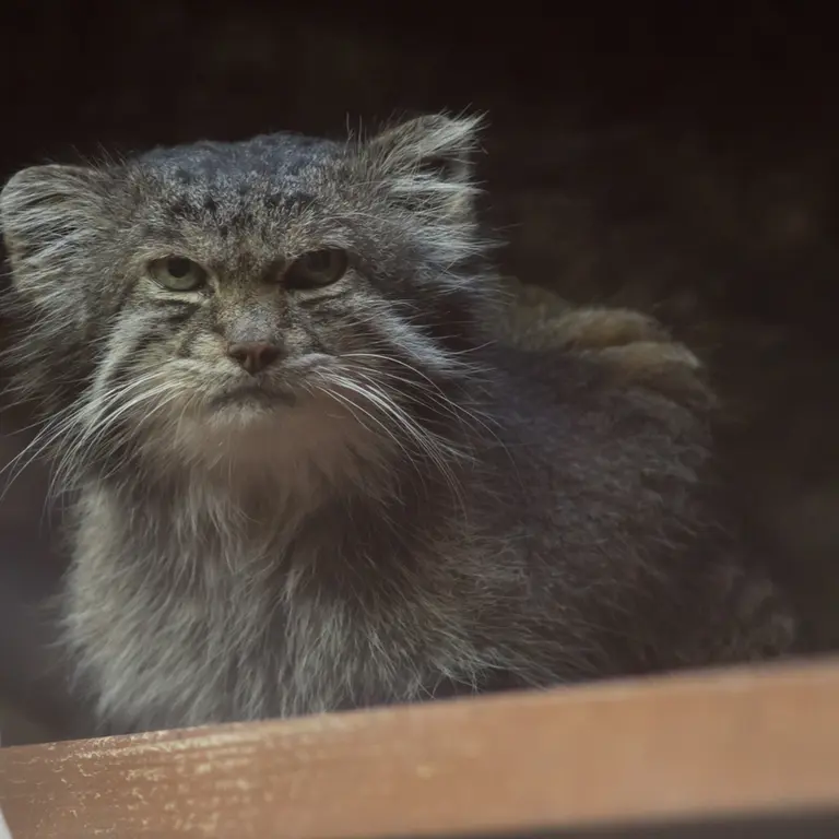 A photograph of Klyon in Ueno Zoological Gardens