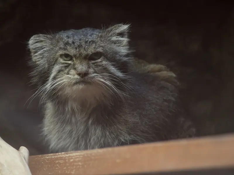 A photograph of Klyon in Ueno Zoological Gardens