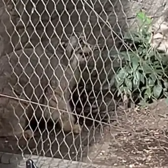 A photograph of Sarnai and Batu in Prospect Park Zoo