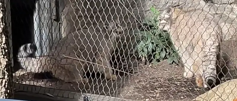 A photograph of Sarnai and Batu in Prospect Park Zoo