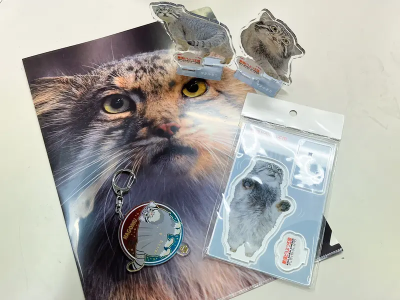 A photograph of a Pallas's cat