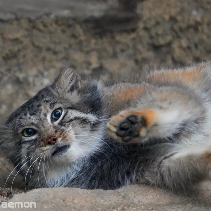 A photograph of Az in Kobe Animal Kingdom