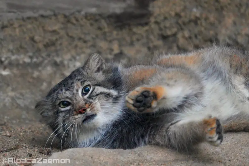 A photograph of Az in Kobe Animal Kingdom