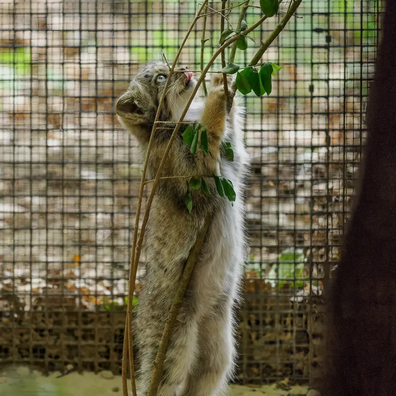 A photograph of a Pallas's cat