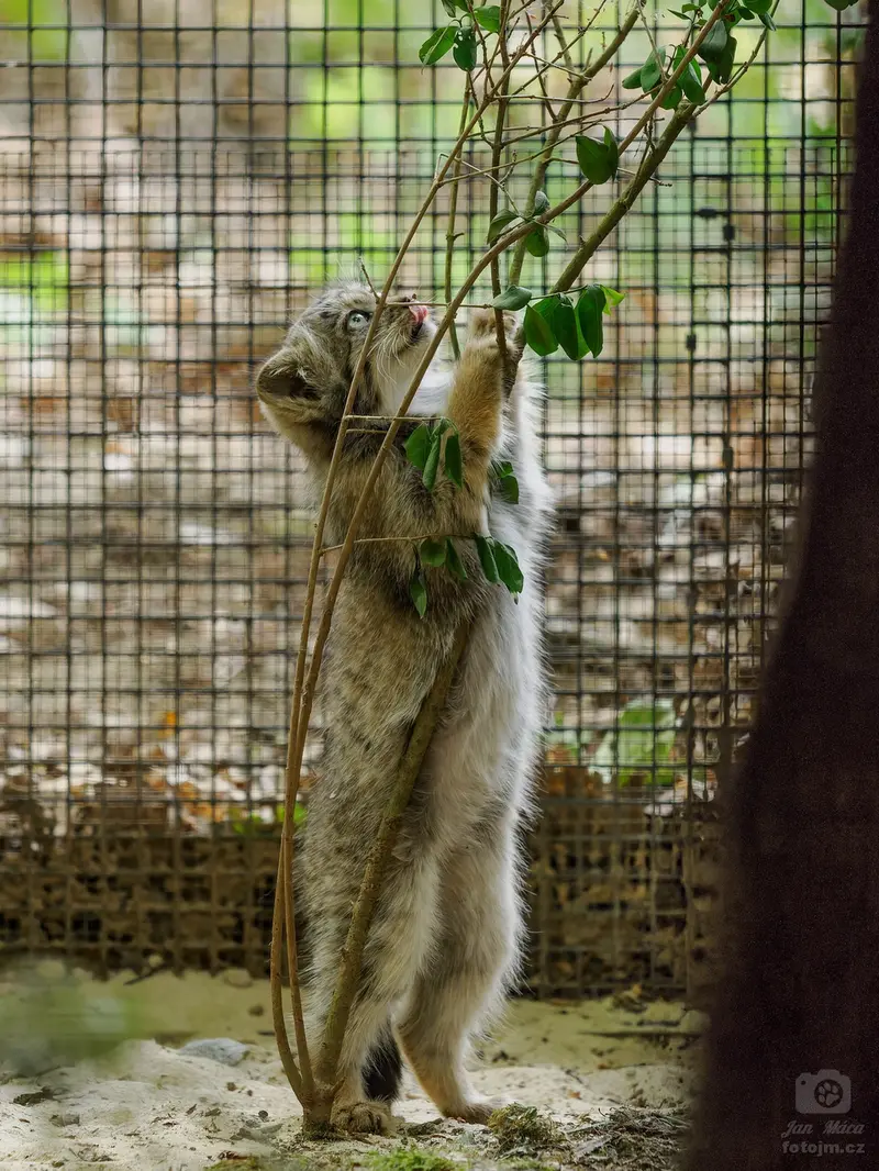 A photograph of a Pallas's cat