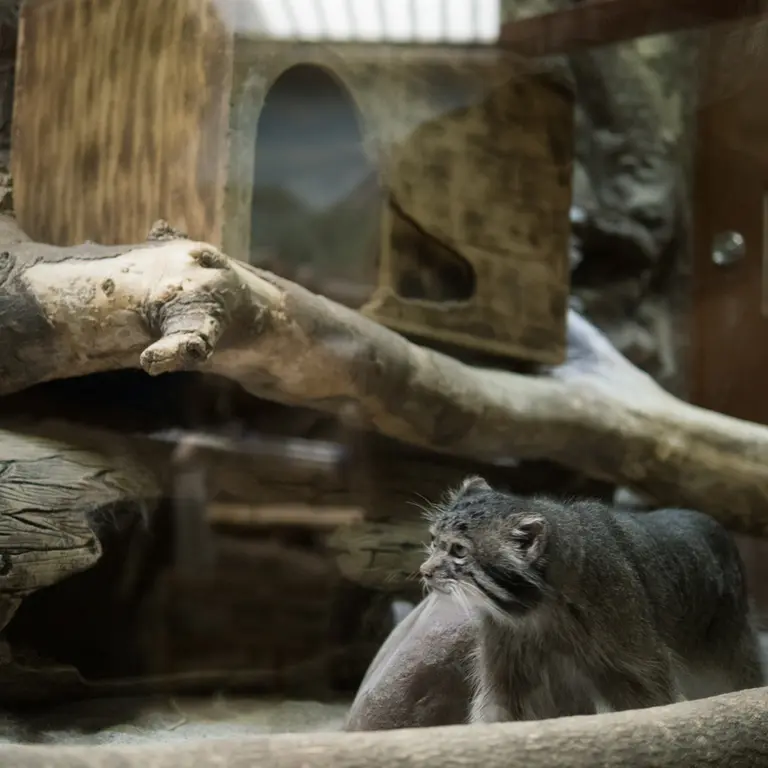 A photograph of Klyon in Ueno Zoological Gardens