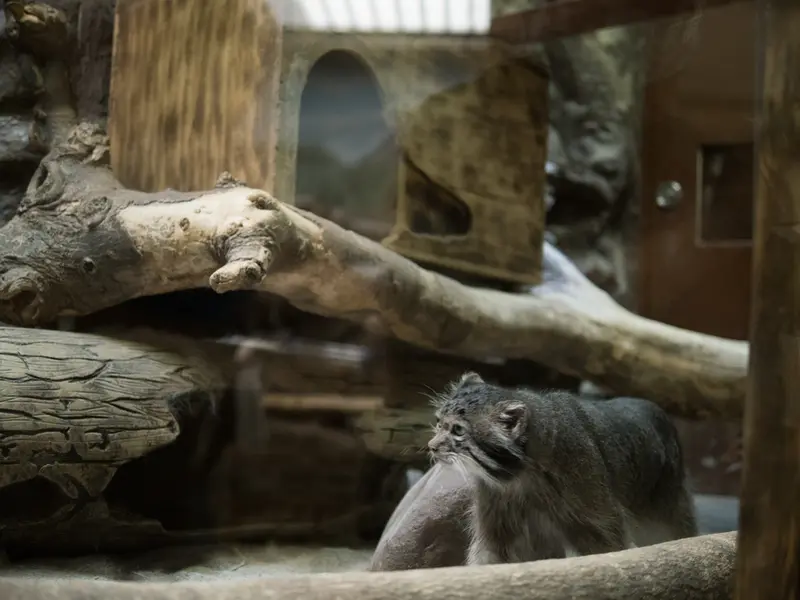 A photograph of Klyon in Ueno Zoological Gardens