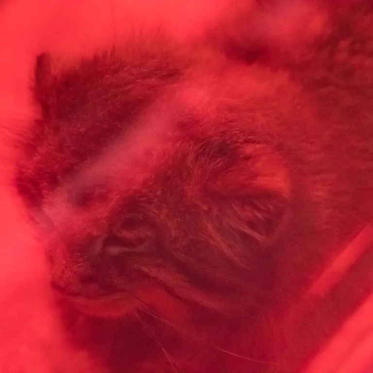 A photograph of Naim in Ueno Zoological Gardens