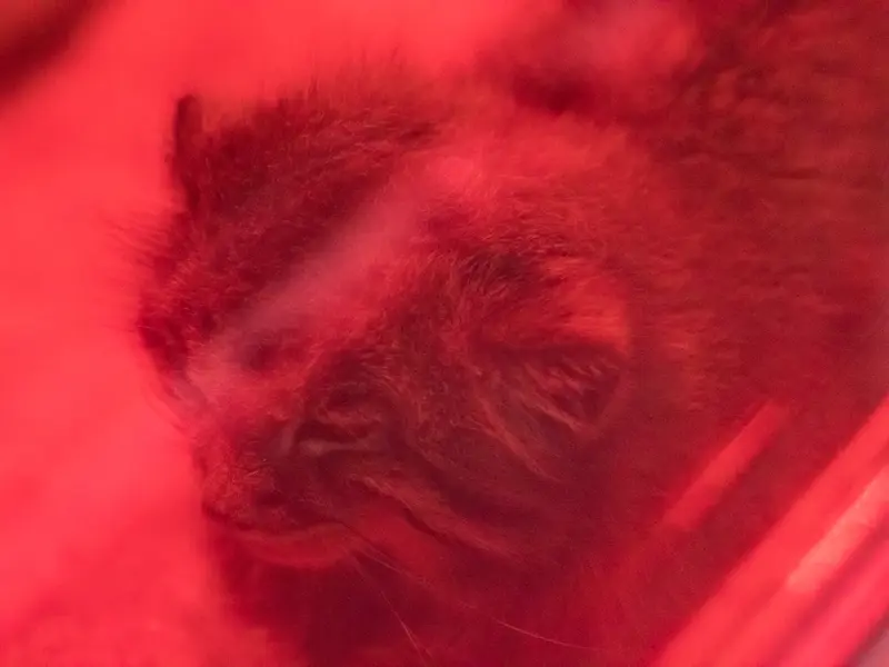 A photograph of Naim in Ueno Zoological Gardens