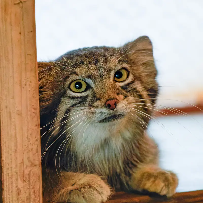 A photograph of Oto in Saitama Children's Zoo
