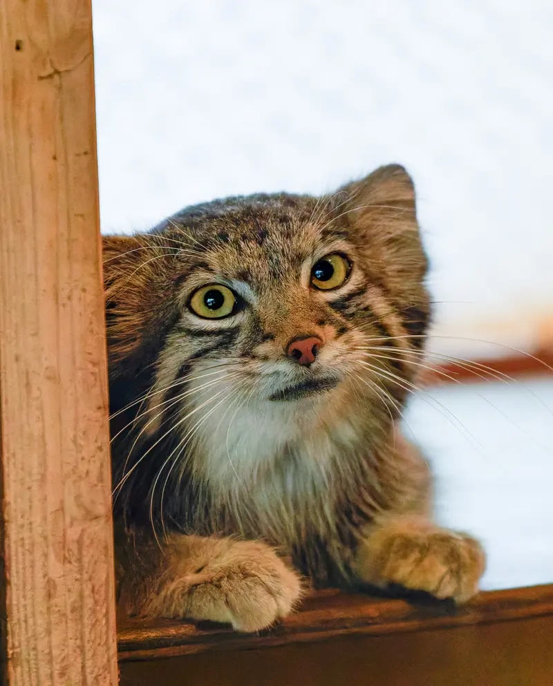 A photograph of Oto in Saitama Children's Zoo
