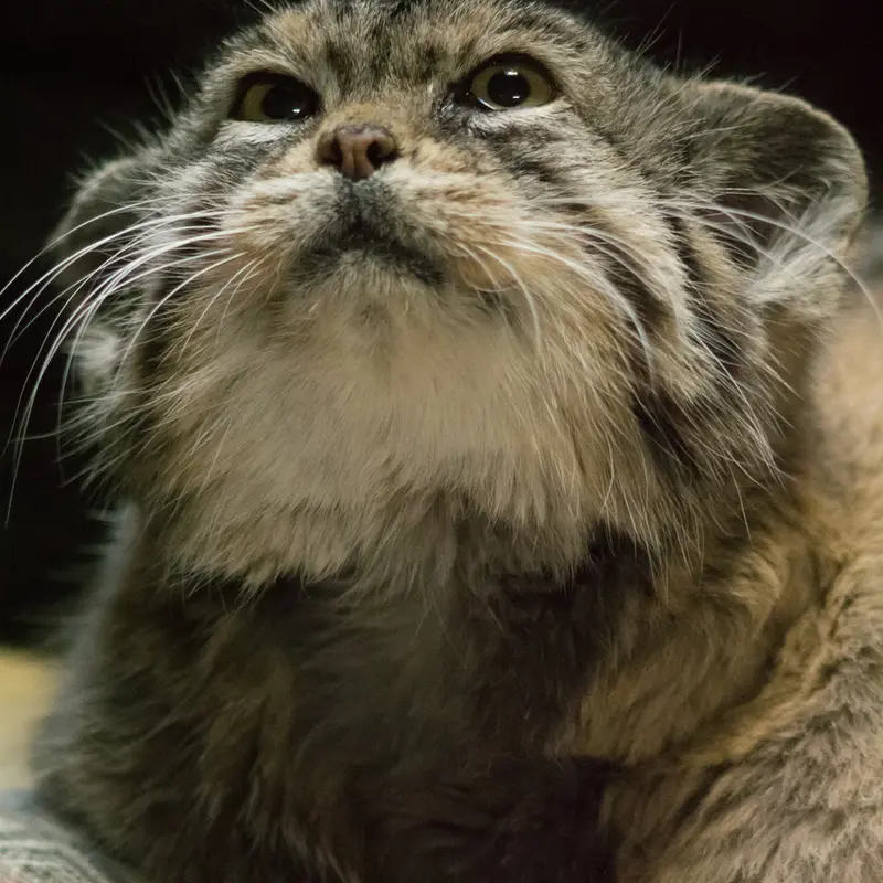 A photograph of Primula in Ueno Zoological Gardens