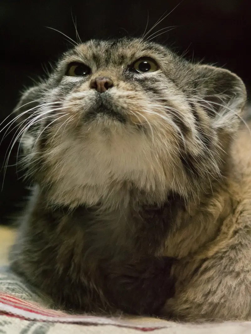 A photograph of Primula in Ueno Zoological Gardens