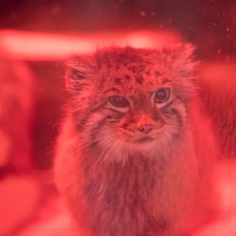 A photograph of Naim in Ueno Zoological Gardens