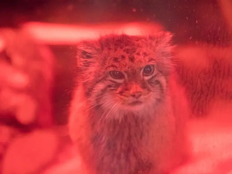 A photograph of Naim in Ueno Zoological Gardens