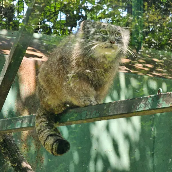 A photograph of Bohus in Budapest Zoo &amp; Botanical Garden