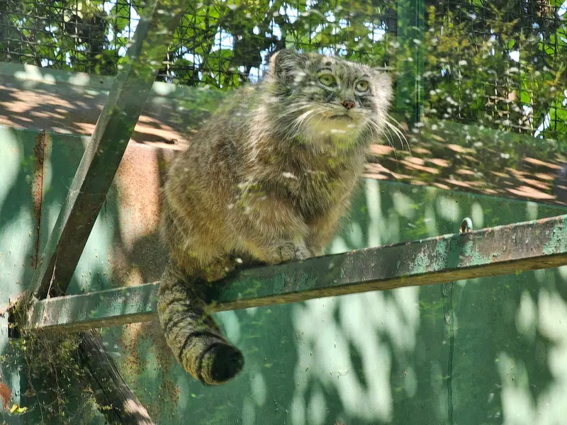 A photograph of Bohus in Budapest Zoo &amp; Botanical Garden