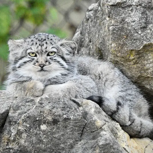 A photograph of Tuya in Port Lympne Wild Animal Park