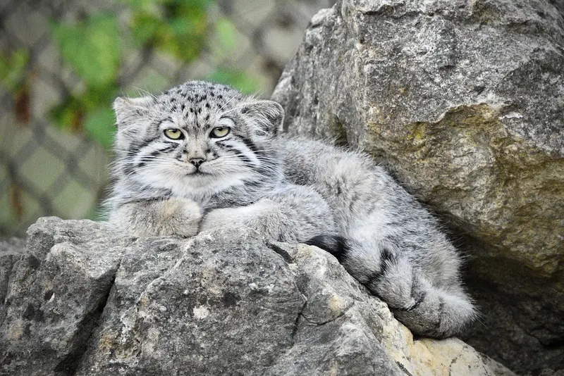 A photograph of Tuya in Port Lympne Wild Animal Park