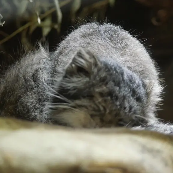 A photograph of a Pallas's cat in Ueno Zoological Gardens