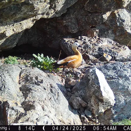 A photograph of Ruddy shelduck from Zhundy 1 camera trap