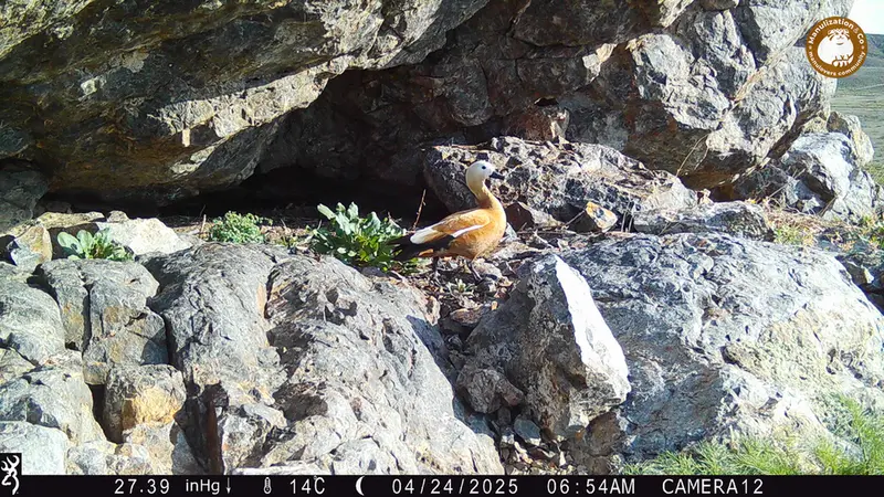 A photograph of Ruddy shelduck from Zhundy 1 camera trap